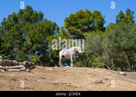 A white horse is standing on a hill Stock Photo