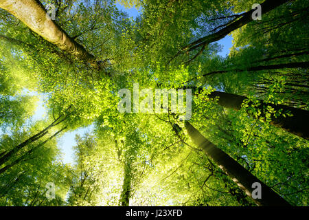 Rays of sunlight falling through a tree canopy create an enchanting atmosphere in a fresh green forest Stock Photo