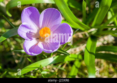 A purple Crocus (Crocus tommasinianus) is blooming on a meadow Stock Photo