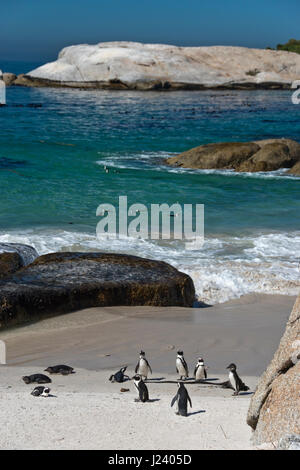 African penguins at Boulders Beach (which is part of the Table Mountain National Park) near Simon's Town, South Africa. Stock Photo
