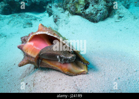 Mollusk exposed in shell. Stock Photo