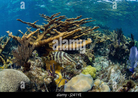 Nassau grouper on coral reef Stock Photo