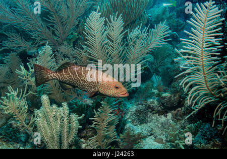 Tiger grouper on coral reef Stock Photo