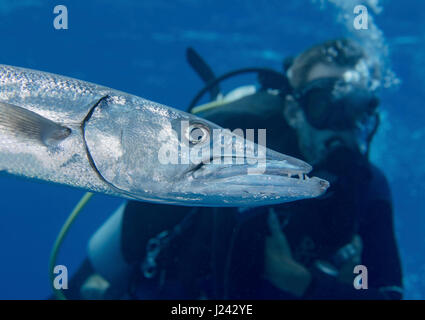 Scuba diver behind barracuda Stock Photo