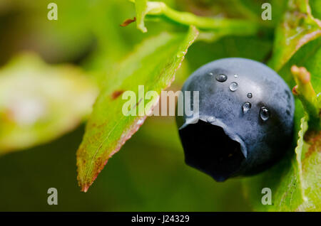 Wild swedish blueberry (Vaccinium myrtillus) after it had rained Stock Photo