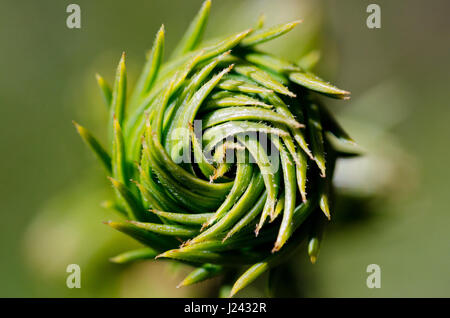 Young norway spruce (picea abies) bud in the spring Stock Photo