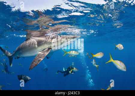 Underwater photographer with Silky shark. Stock Photo