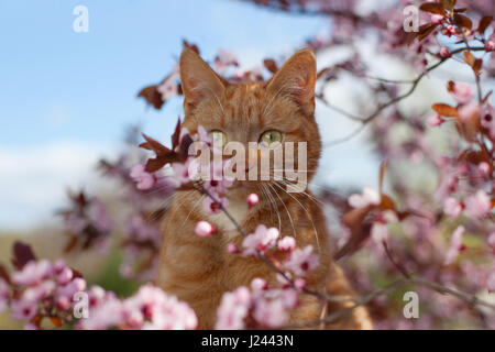 Delightful red tomcat in flowers of the blooming sour cherry tree Stock Photo