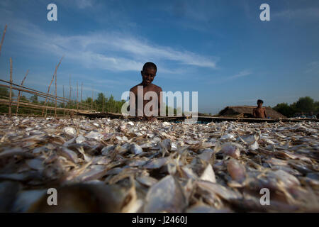 Workers drying fish at the dry fish processing plant at the Dublarchar in the Eastern Division of Sundarbans. Bagerhat, Bangladesh. Stock Photo