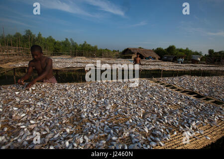 Workers drying fish at the dry fish processing plant at the Dublarchar in the Eastern Division of Sundarbans. Bagerhat, Bangladesh. Stock Photo