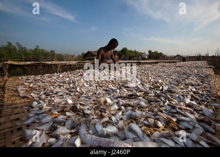 Workers drying fish at the dry fish processing plant at the Dublarchar in the Eastern Division of Sundarbans. Bagerhat, Bangladesh. Stock Photo