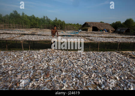 Workers drying fish at the dry fish processing plant at the Dublarchar in the Eastern Division of Sundarbans. Bagerhat, Bangladesh. Stock Photo