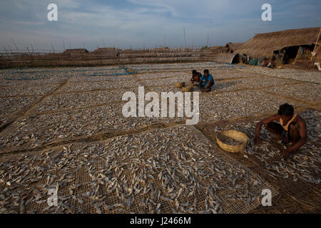 Workers drying fish at the dry fish processing plant at the Dublarchar in the Eastern Division of Sundarbans. Bagerhat, Bangladesh. Stock Photo