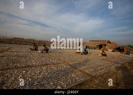 Workers drying fish at the dry fish processing plant at the Dublarchar in the Eastern Division of Sundarbans. Bagerhat, Bangladesh. Stock Photo