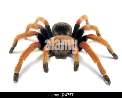 Mexican Fireleg Tarantula Stock Photo