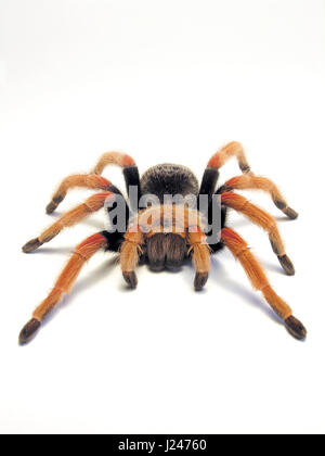 Mexican Fireleg Tarantula Stock Photo