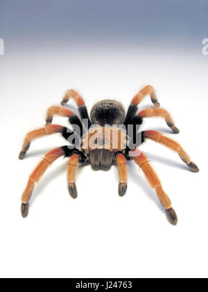 Mexican Fireleg Tarantula Stock Photo