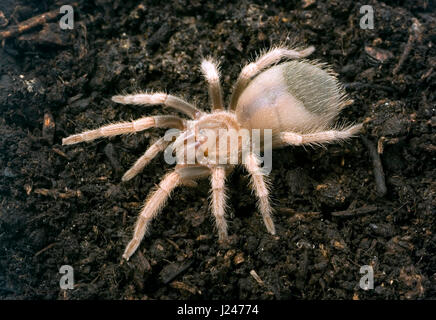 Red Knee Tarantula Red Knee Tarantula