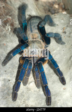 Cobalt Blue Tarantula Stock Photo