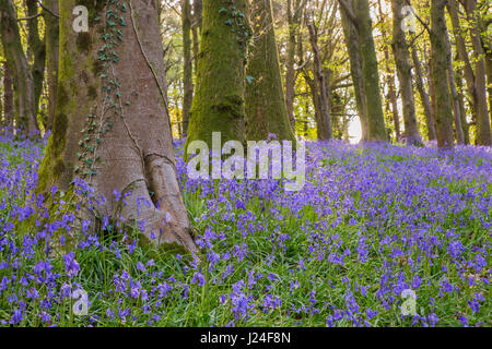 Cardiff, Wales, UK. 25th April, 2017. After a cold night with temperatures as low as 2 degrees Centigrade, Cardiff woke to a sunny morning, today 25th April 2017. Shown here, the annual Bluebell display in North Cardiff's Wenallt Woods. Credit: Chris Stevenson/Ģ����ý Live News Stock Photo