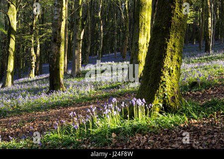 Cardiff, Wales, UK. 25th April, 2017. After a cold night with temperatures as low as 2 degrees Centigrade, Cardiff woke to a sunny morning, today 25th April 2017. Shown here, the annual Bluebell display in North Cardiff's Wenallt Woods. Credit: Chris Stevenson/Ģ����ý Live News Stock Photo