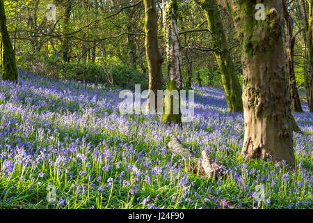 Cardiff, Wales, UK. 25th April, 2017. After a cold night with temperatures as low as 2 degrees Centigrade, Cardiff woke to a sunny morning, today 25th April 2017. Shown here, the annual Bluebell display in North Cardiff's Wenallt Woods. Credit: Chris Stevenson/Ģ����ý Live News Stock Photo