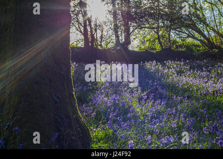 Cardiff, Wales, UK. 25th April, 2017. After a cold night with temperatures as low as 2 degrees Centigrade, Cardiff woke to a sunny morning, today 25th April 2017. Shown here, the annual Bluebell display in North Cardiff's Wenallt Woods. Credit: Chris Stevenson/Ģ����ý Live News Stock Photo