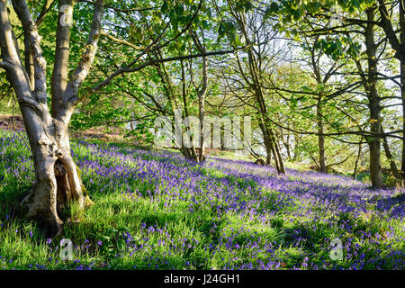 Lea Bridge, Derbyshire, UK. 25th April 2017. Bright sunny start to the day with a slight overnight frost in the beautiful Bowood near Cromford canal in the Derwent valley. Credit: Ian Francis/Alamy Live News Stock Photo