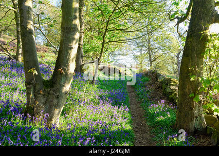 Lea Bridge, Derbyshire, UK. 25th April 2017. Bright sunny start to the day with a slight overnight frost in the beautiful Bowood near Cromford canal in the Derwent valley. Credit: Ian Francis/Alamy Live News Stock Photo