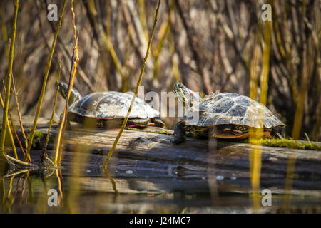 Two western painted turtles are basking on a log in Fernan Lake, Idaho. Stock Photo