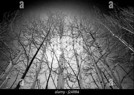 Black & white wide skyward view of Aspen trees in winter snow near Monarch Pass, Chaffee County, Colorado, USA Stock Photo