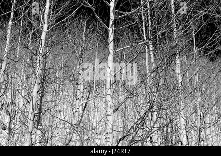 Black & white view of Aspen trees in winter snow near Monarch Pass, Chaffee County, Colorado, USA Stock Photo