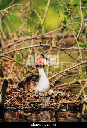 Great Crested Grebe,(Podiceps cristatus), incubates on the nest, Regents Park, London, United Kingdom Stock Photo