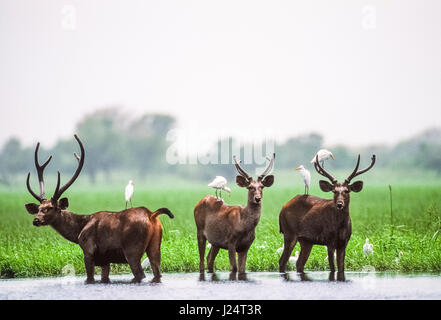 Sambar Deer stag, (Rusa unicolor), in wetlands habitat, Keoladeo Ghana National Park, Bharatpur, Rajasthan, India Stock Photo