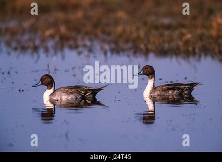 two Pintail or Northern Pintail ducks, (Anas acuta), in wetland, Keoladeo Ghana National Park, Bharatpur, Rajasthan, India Stock Photo