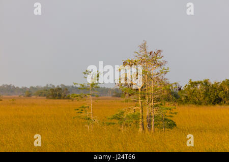 Dwarf Cypress trees in Everglades National Park a UNESCO World Heritage Site in south Florida, US Stock Photo