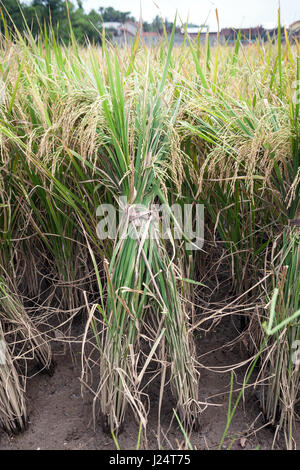 Front view of a bunch or rice plants ready for harvest. Stock Photo