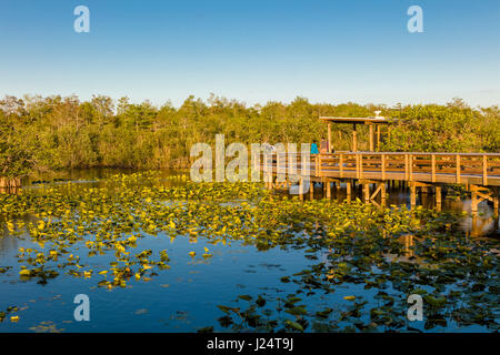 The popular Anhinga Trail at the Royal Palms Visitor Center though sawgrass marsh in the Everglades National Park Florida Stock Photo