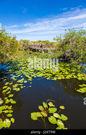 The popular Anhinga Trail at the Royal Palms Visitor Center though sawgrass marsh in the Everglades National Park Florida Stock Photo
