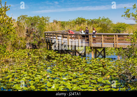 The popular Anhinga Trail at the Royal Palms Visitor Center though sawgrass marsh in the Everglades National Park Florida Stock Photo