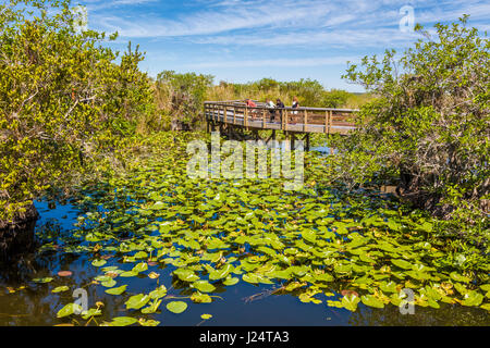 The popular Anhinga Trail at the Royal Palms Visitor Center though sawgrass marsh in the Everglades National Park Florida Stock Photo