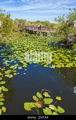 The popular Anhinga Trail at the Royal Palms Visitor Center though sawgrass marsh in the Everglades National Park Florida Stock Photo