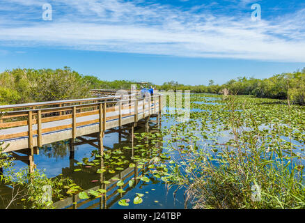 The popular Anhinga Trail at the Royal Palms Visitor Center though sawgrass marsh in the Everglades National Park Florida Stock Photo