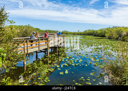 The popular Anhinga Trail at the Royal Palms Visitor Center though sawgrass marsh in the Everglades National Park Florida Stock Photo