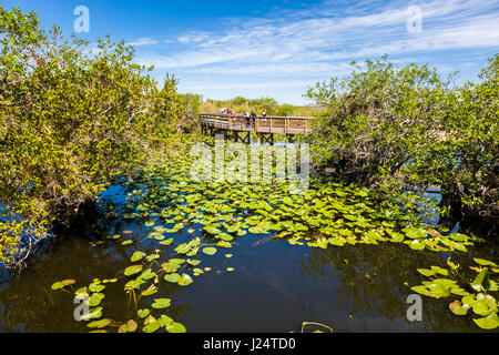 The popular Anhinga Trail at the Royal Palms Visitor Center though sawgrass marsh in the Everglades National Park Florida Stock Photo