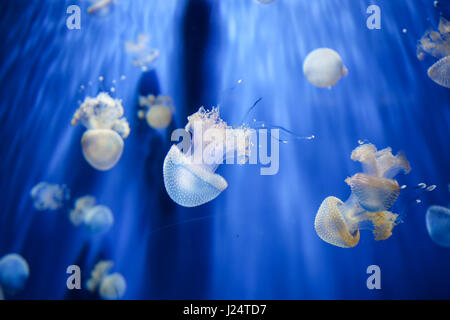 A white jellyfish in aquarium.