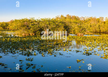 Sawgrass marsh along the popular Anhinga Trail at the Royal Palms Visitor Center in the Everglades National Park Florida Stock Photo