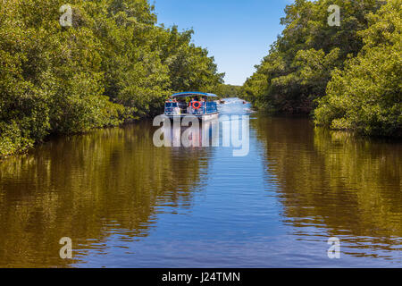 Tour boat on the Buttonwood Canal in the Flamingo area of Everglades National Park Florida Stock Photo