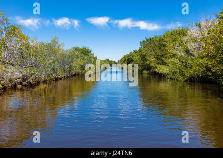 Buttonwood Canal in the Flamingo area of Everglades National Park Florida Stock Photo