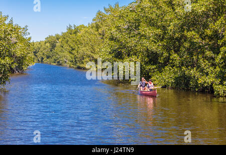 Canoeing on the Buttonwood Canal in the Flamingo area of Everglades National Park Florida Stock Photo